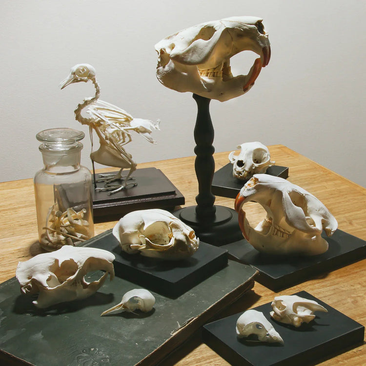 Osteología y taxidermia