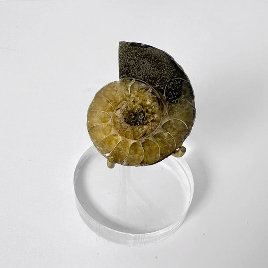 Fósil de amonite sobre base acrílica, gabinete de curiosidades, Número37