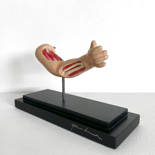 Número37 Brazo Anatómico 01 muñeca vintage