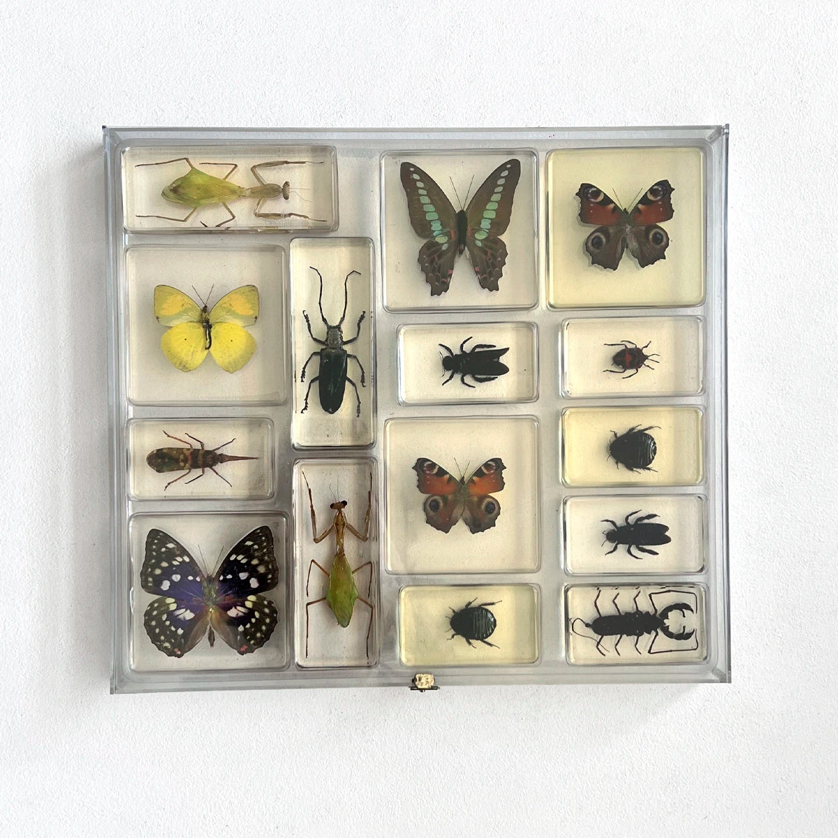 Número37 Colección de insectos en resina y caja acrílica