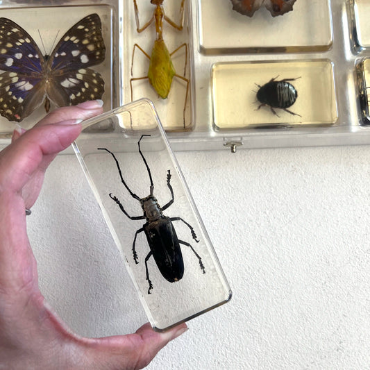 Número37 Colección de insectos en resina y caja acrílica