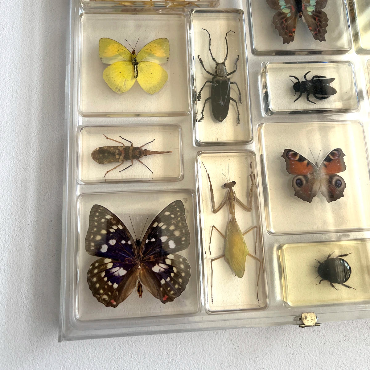 Número37 Colección de insectos en resina y caja acrílica