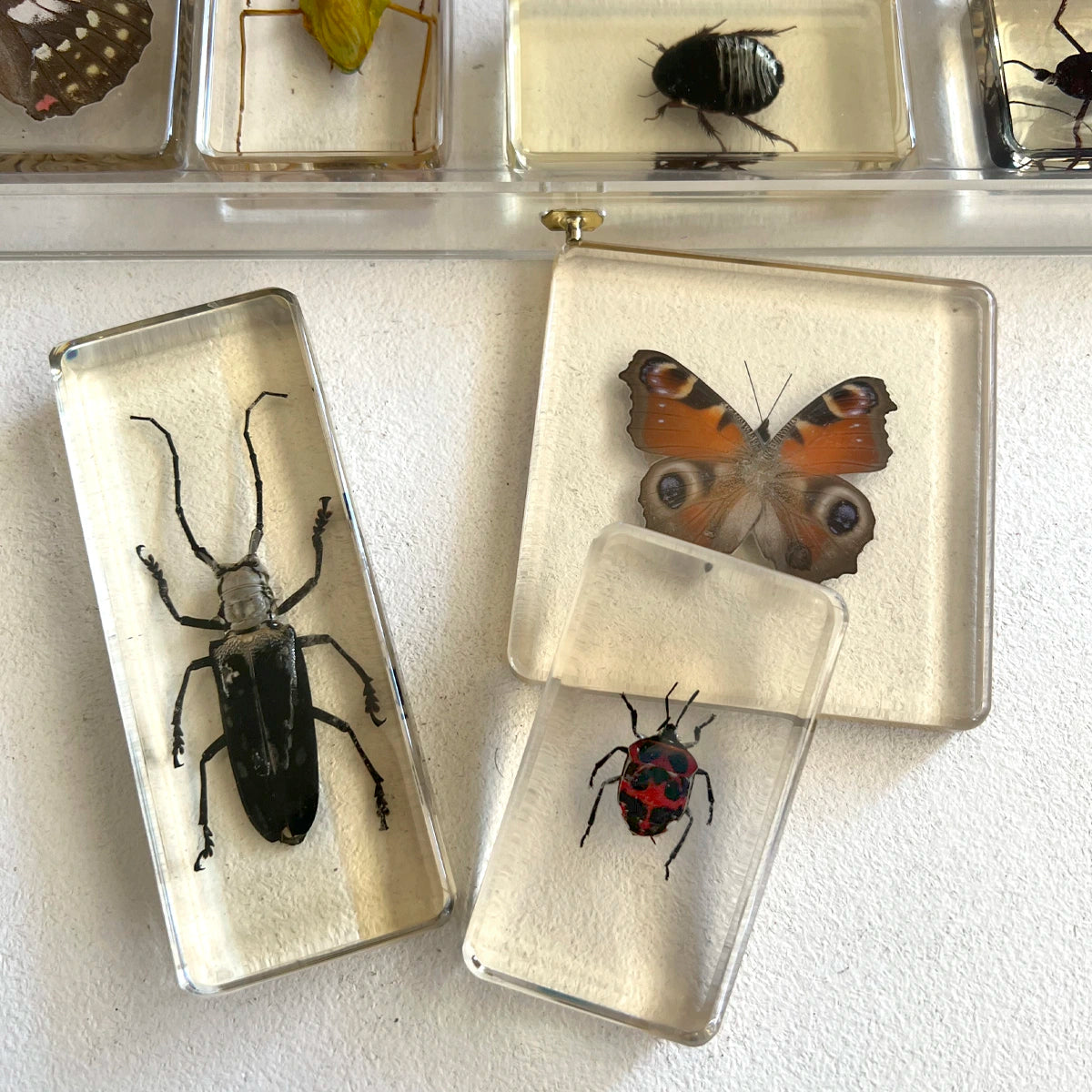 Número37 Colección de insectos en resina y caja acrílica