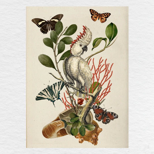 Número37 Collage Cacatúa, enmarcado natural, 32 x 42 cm. decoración cuadro