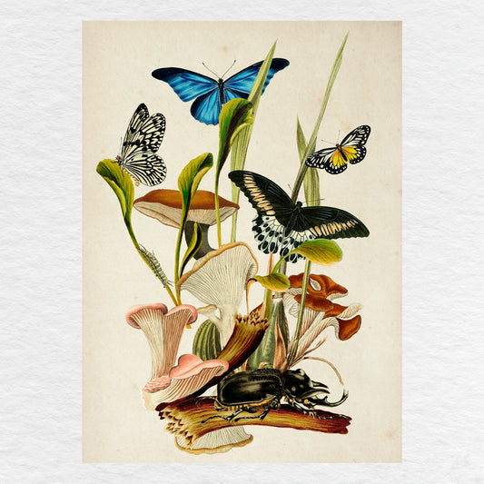 Número37 Collage Fungi, enmarcado natural, 32 x 42 cm. decoración cuadro