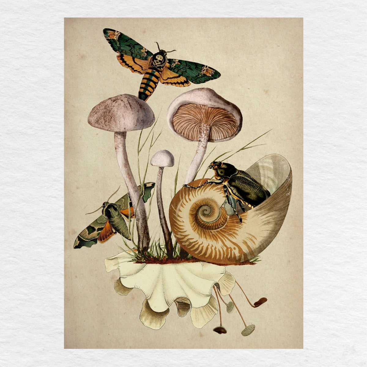 Número37 Collage Nautilus, enmarcado natural, 19 x 24 cm. decoración cuadro