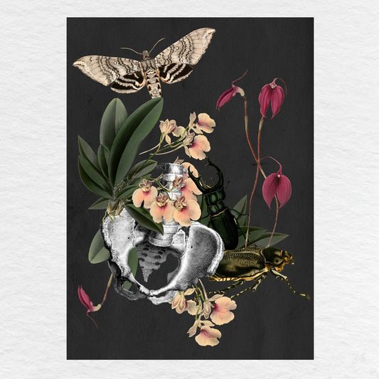 Número37 Collage Orquideas, enmarcado negro, 19 x 24 cm. decoración cuadro