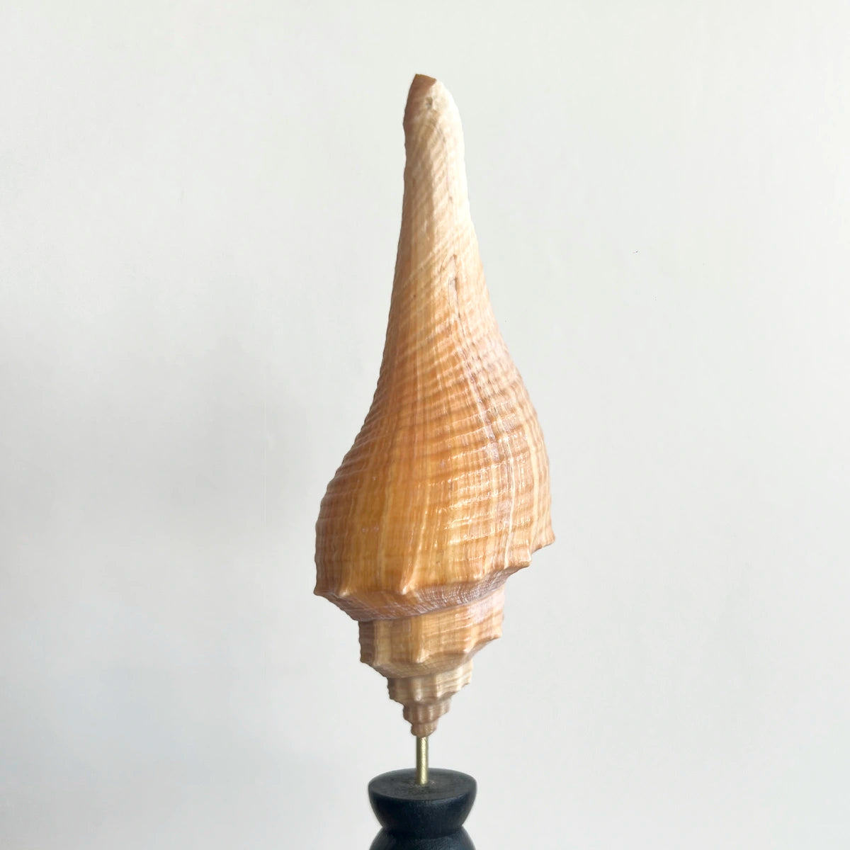 Concha marina del género Hemifusus montada en pedestal de madera negra, gabinete de curiosidades