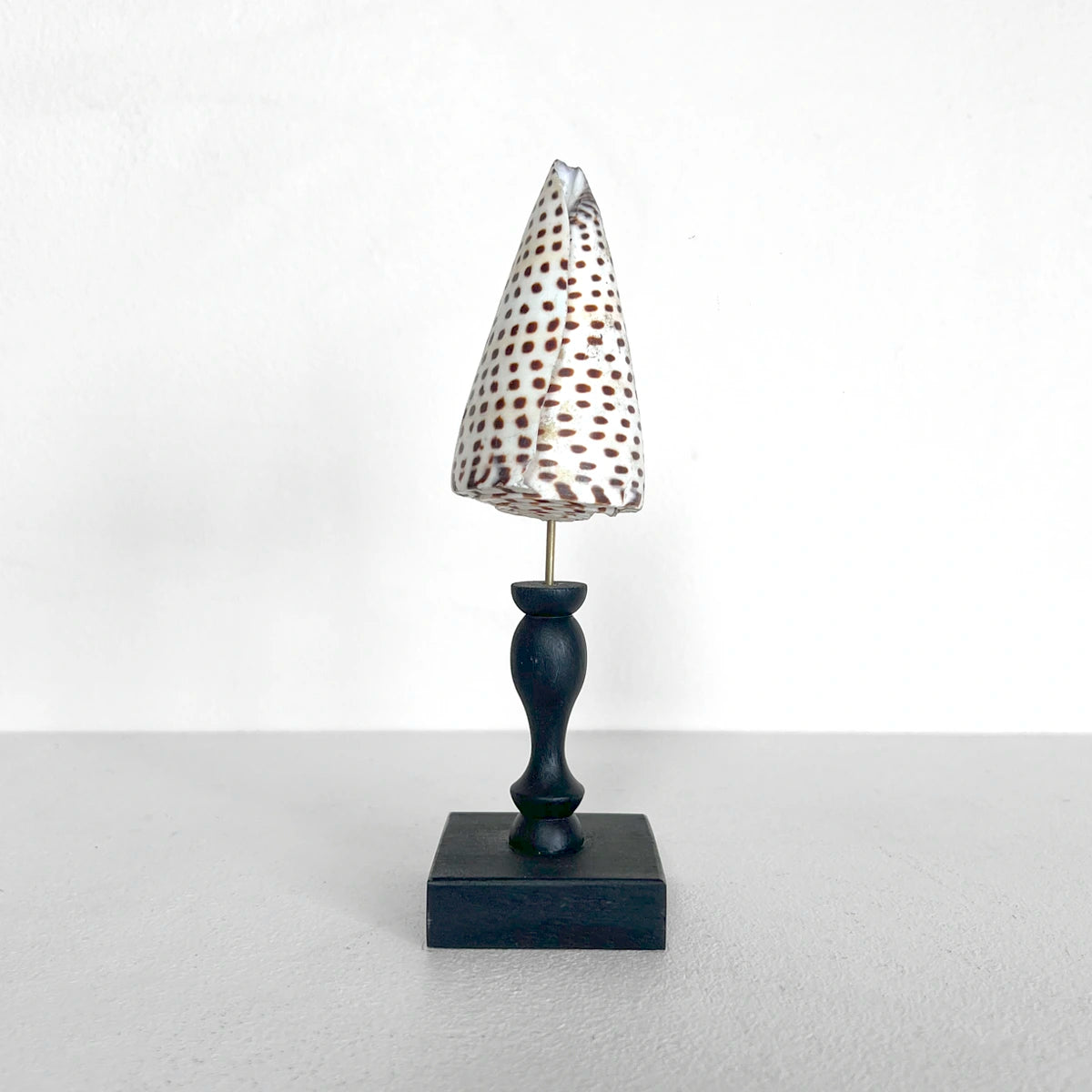 Número37 Concha conus leopardus en pedestal decoración marina