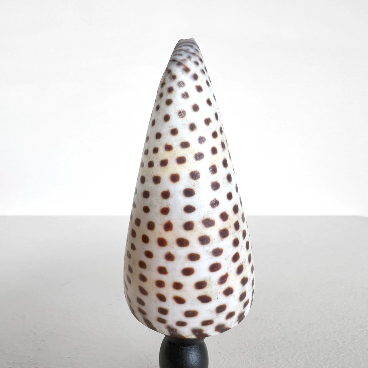 Número37 Concha conus leopardus en pedestal decoración marina