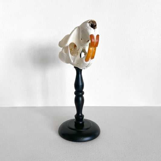 Número37 Craneo de castor en pedestal decoración naturaleza huesos