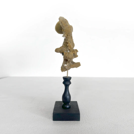 Número37 Esponja marina en pedestal decoración naturaleza