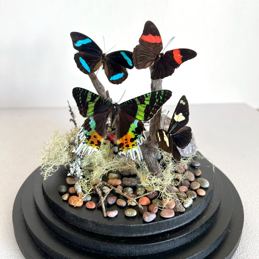 Numero 37 Fanal Mariposas Black