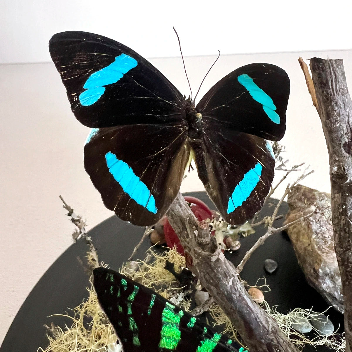 Numero 37 Fanal Mariposas Black