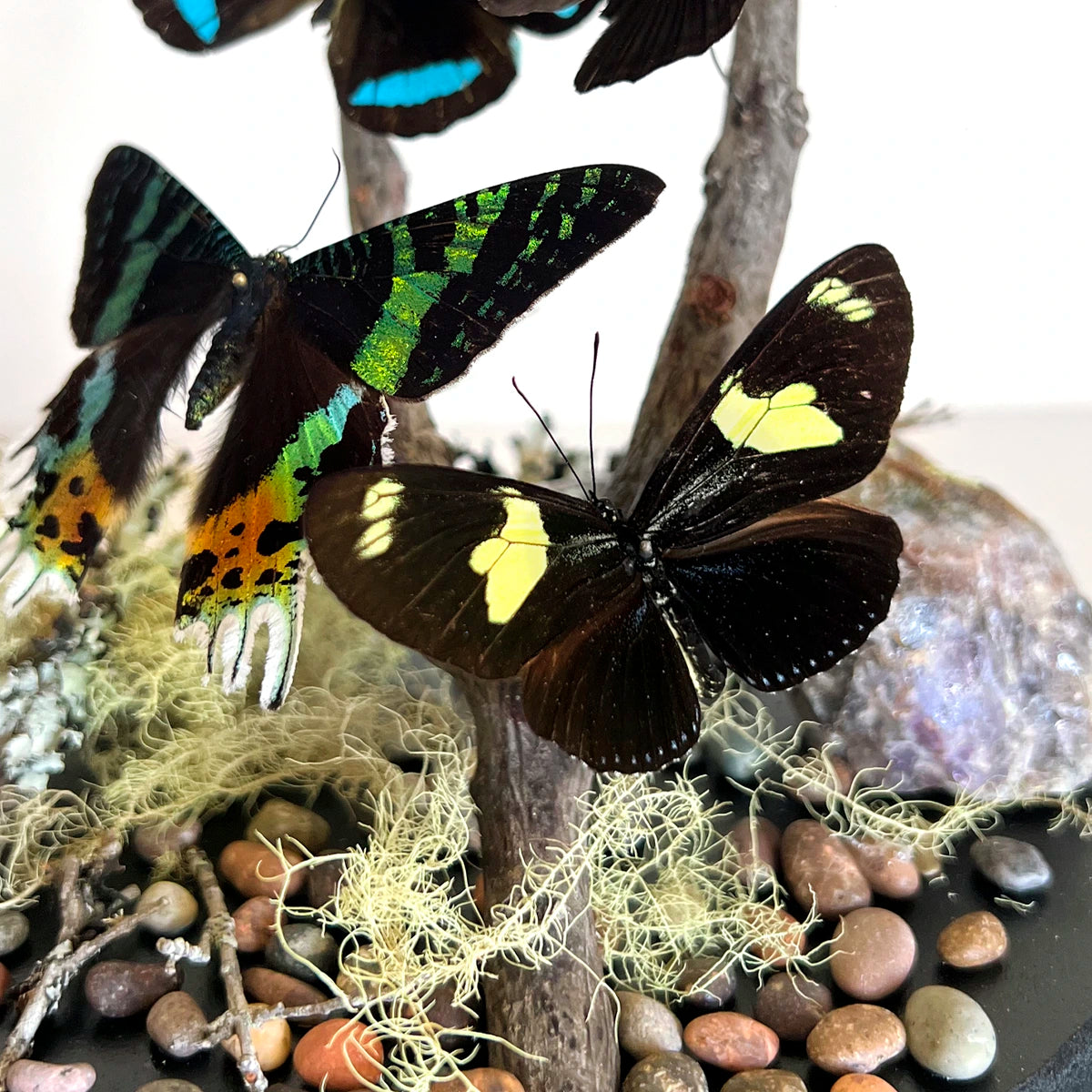 Numero 37 Fanal Mariposas Black