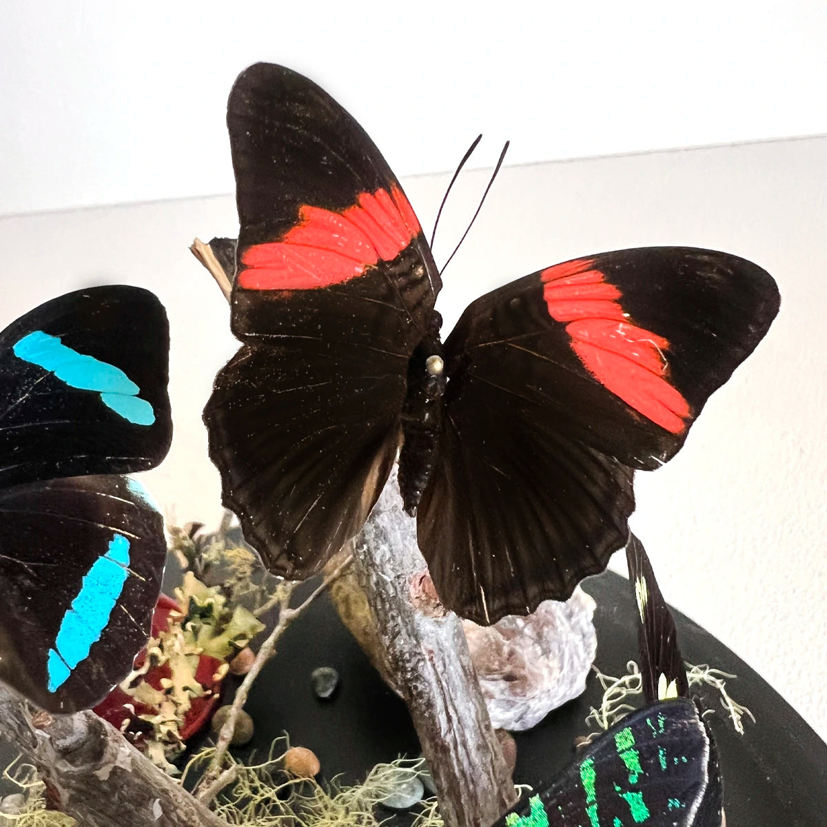 Numero 37 Fanal Mariposas Black