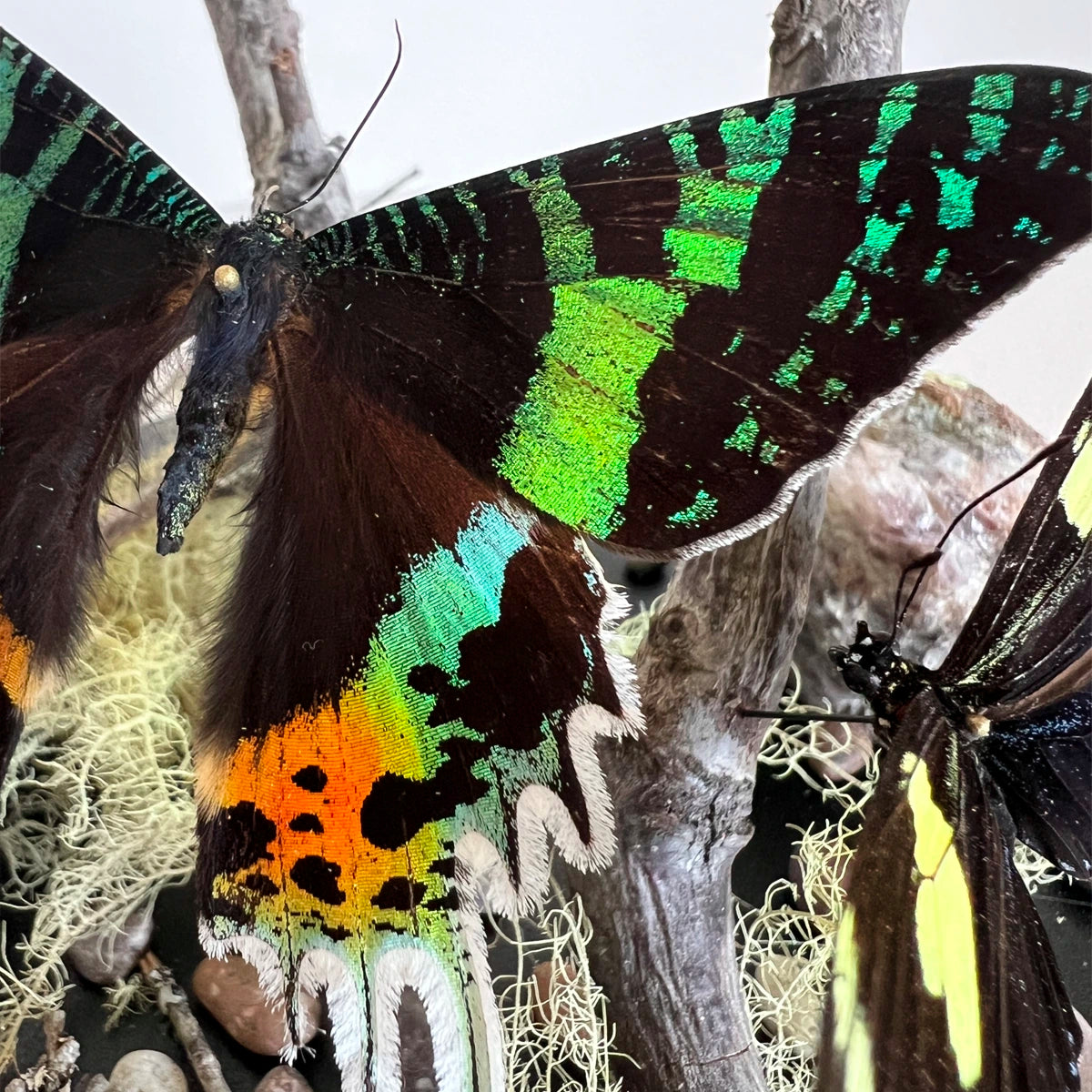 Numero 37 Fanal Mariposas Black