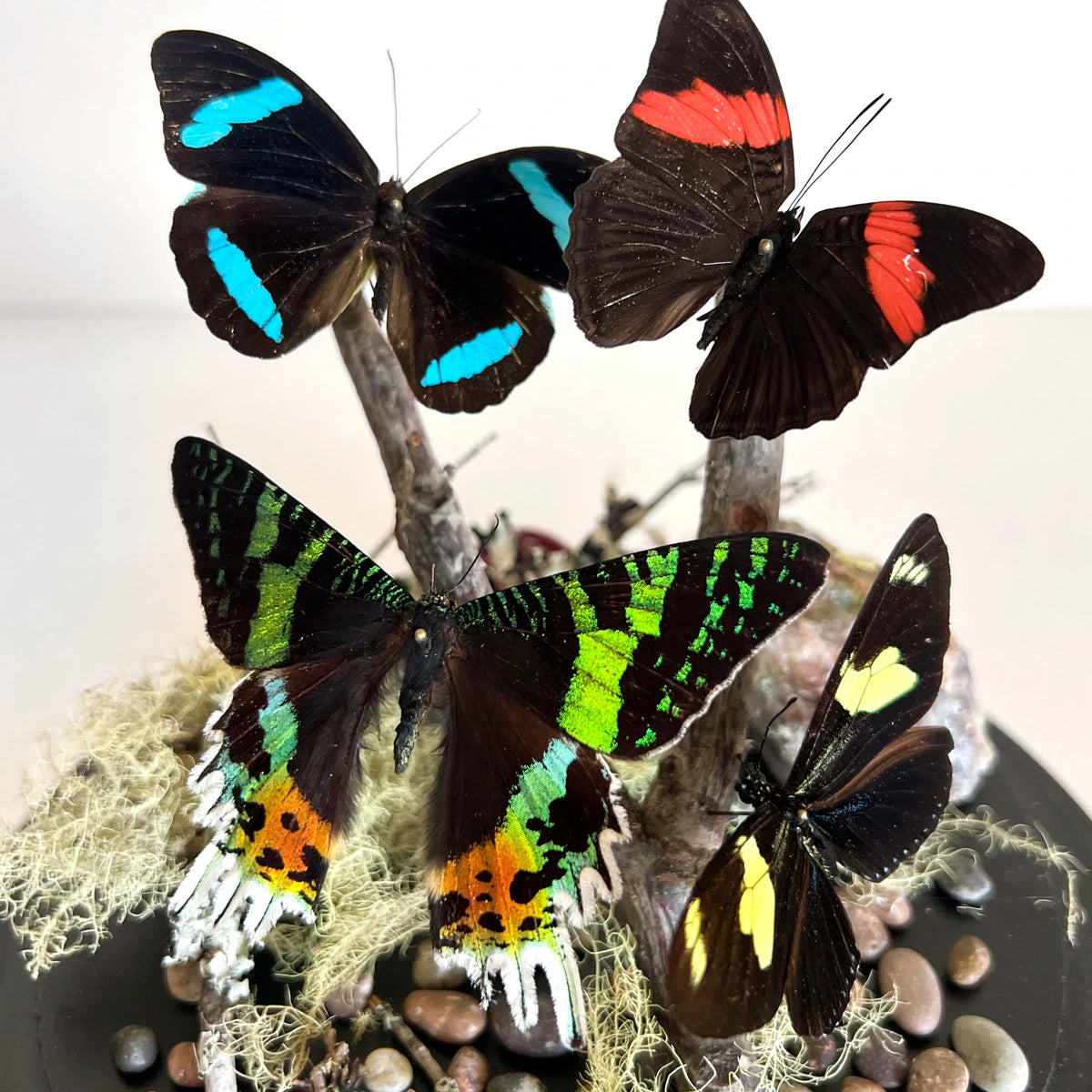 Numero 37 Fanal Mariposas Black