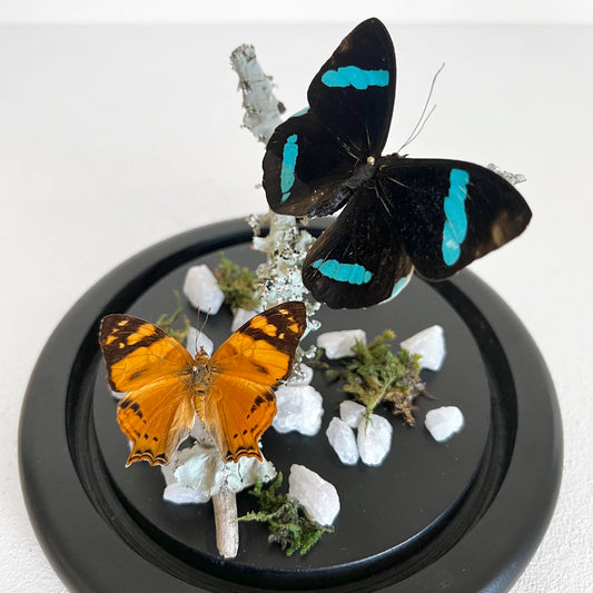 Número37 Fanal Mariposas Dúo Liquen