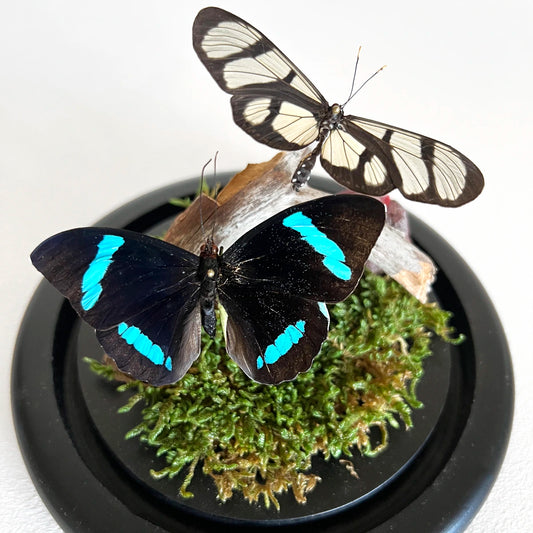 número 37 Fanal Dúo Musgo y mariposas