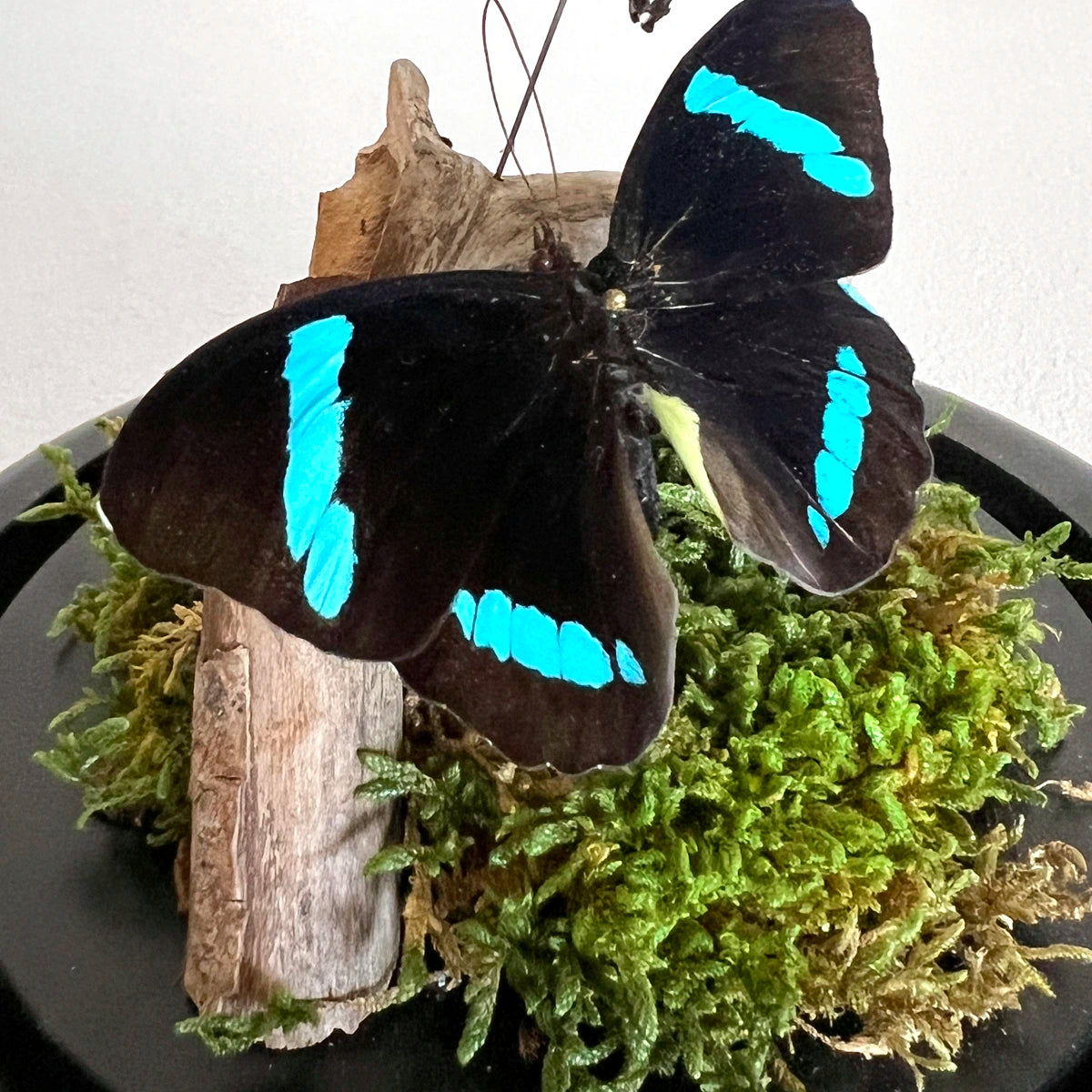 número 37 Fanal Dúo Musgo y mariposas