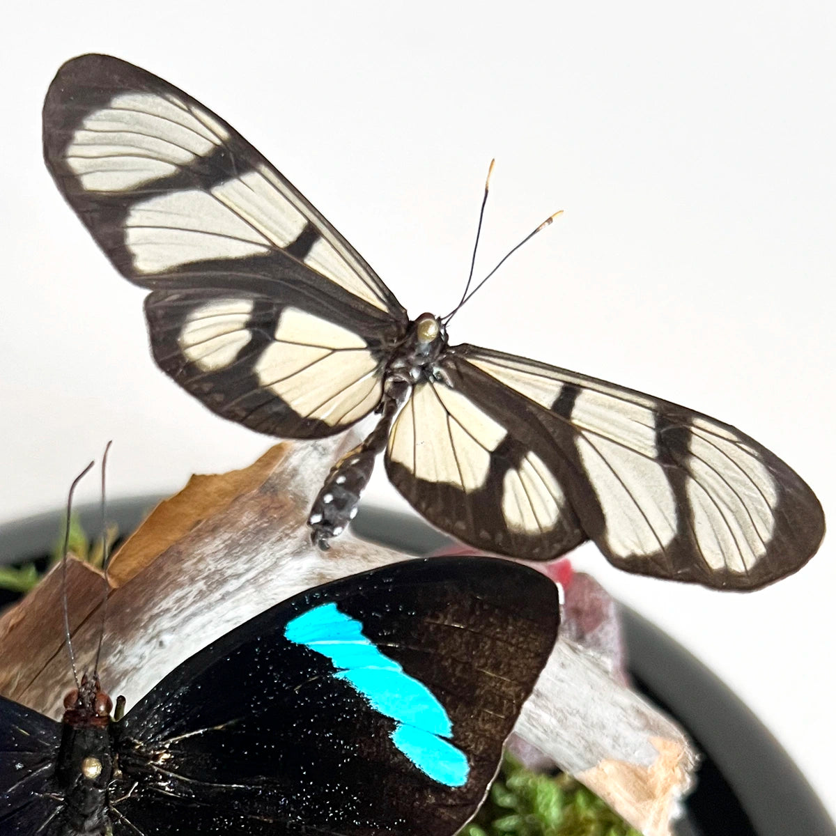 número 37 Fanal Dúo Musgo y mariposas