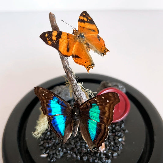 Numero 37 Fanal Mariposas Dúo Tornasol