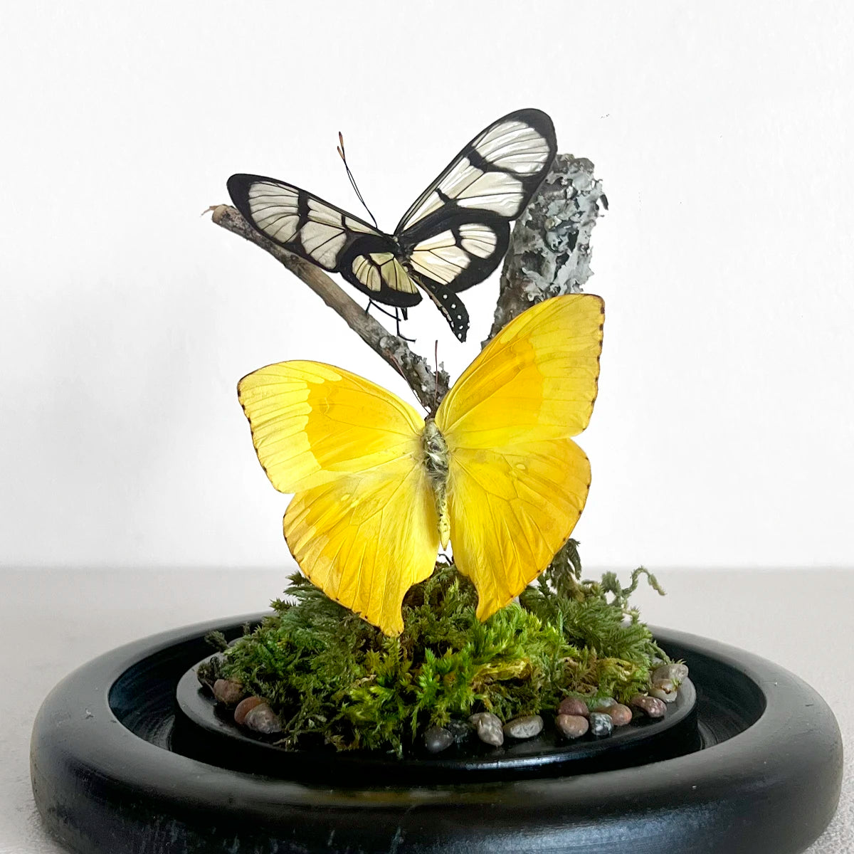 Fanal Mariposas Amarillo, Número37, Gabinete de Curiosidades