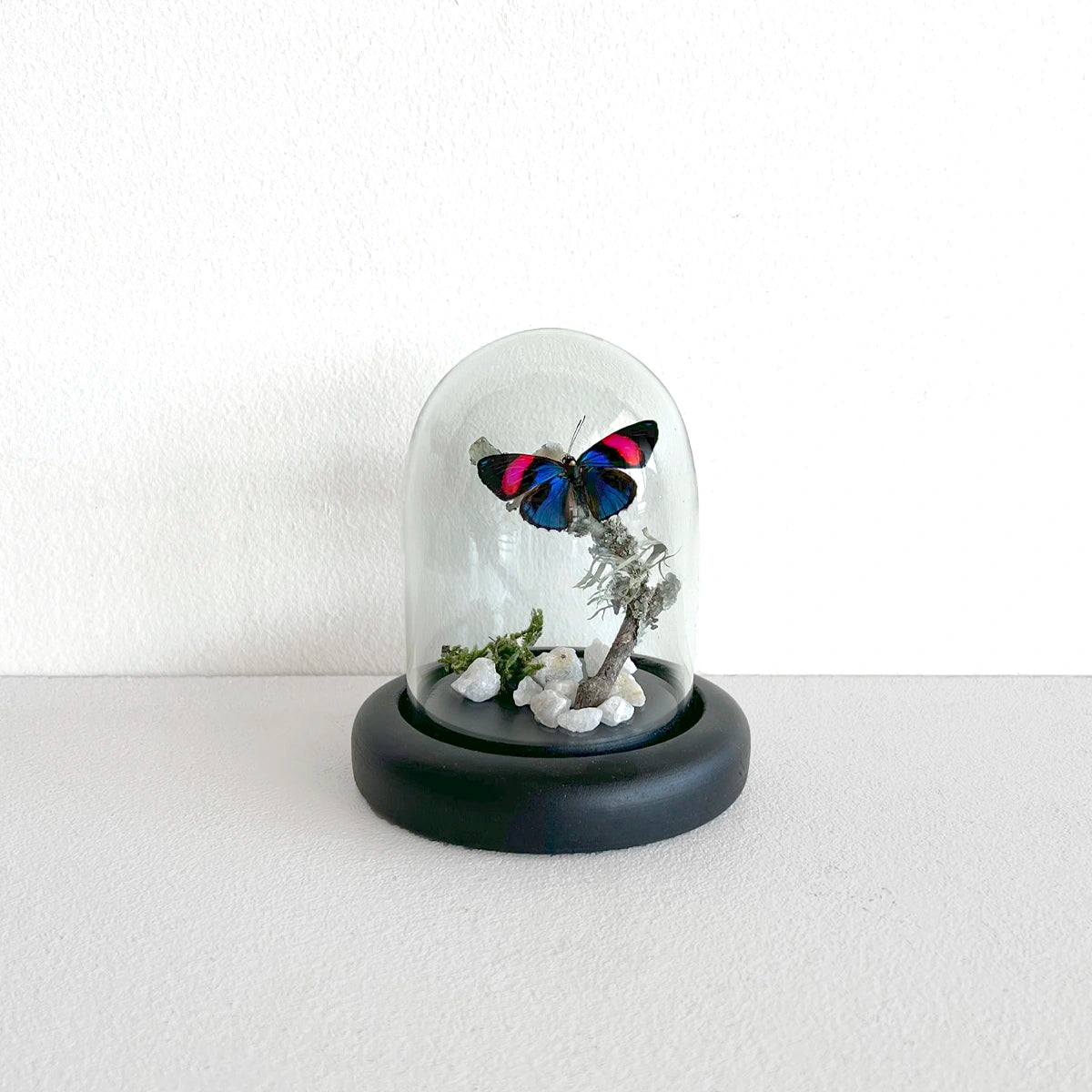 Número37 Fanal Mariposas Mini cuarzo blanco