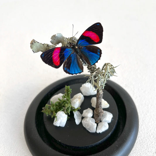 Número37 Fanal Mariposas Mini cuarzo blanco