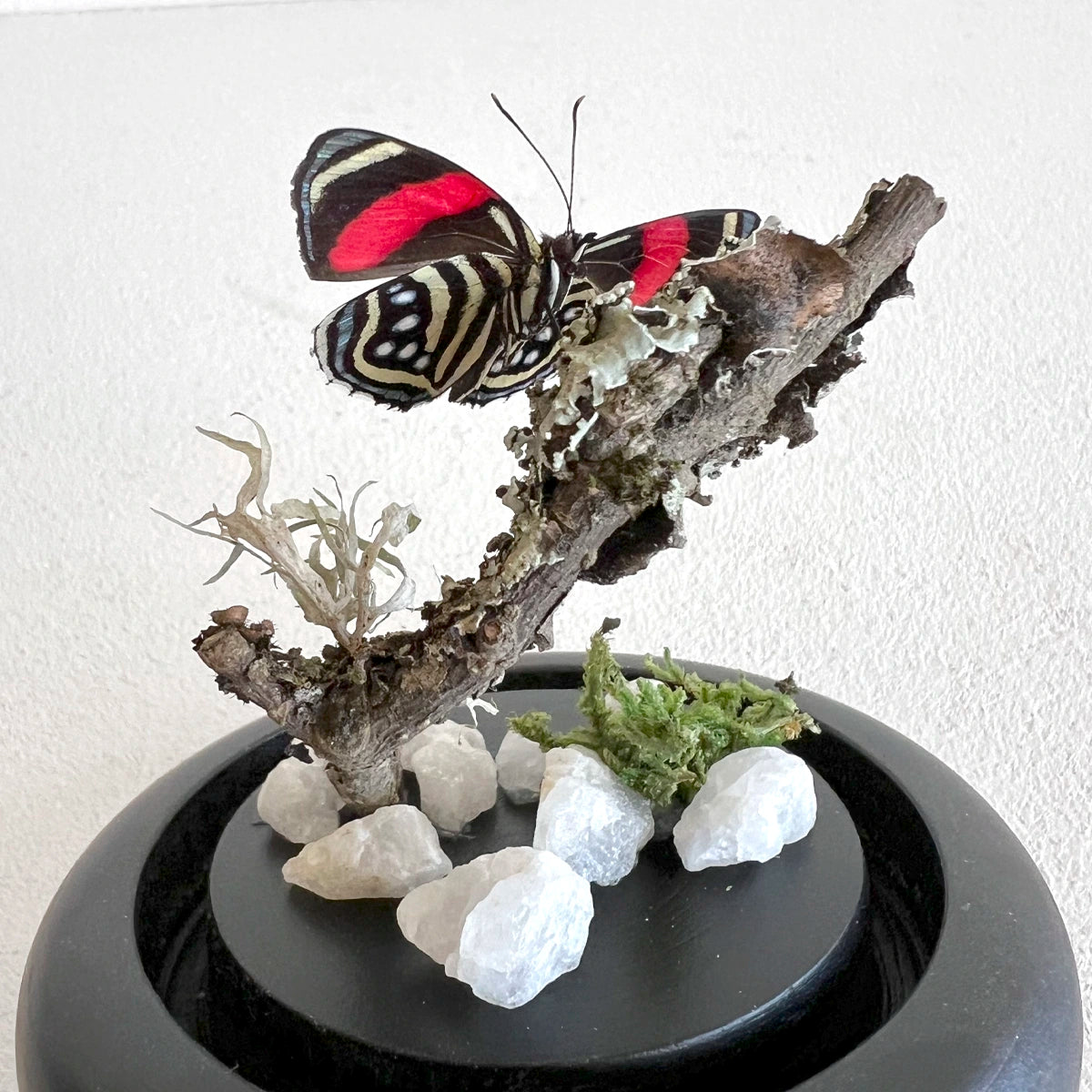 Número37 Fanal Mariposas Mini cuarzo blanco