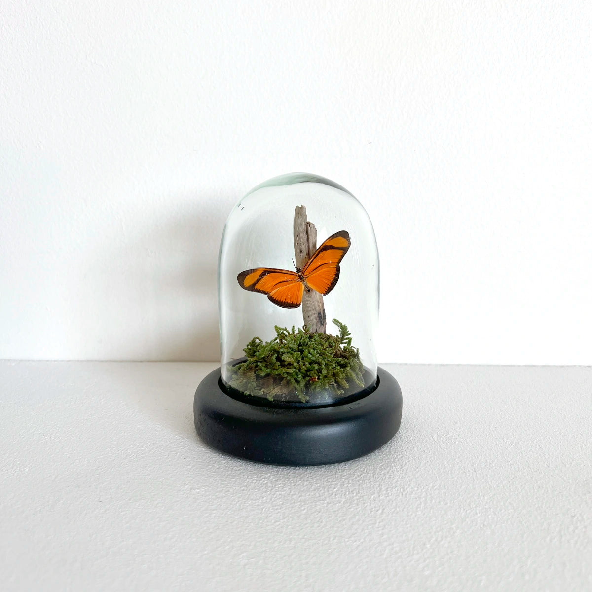 Numero 37 Fanal Mariposas Mini Musgo 1