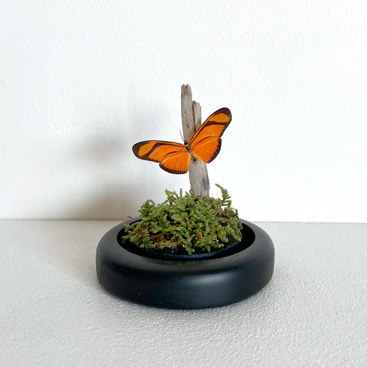 Numero 37 Fanal Mariposas Mini Musgo 1