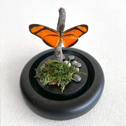 Número37 Fanal Mariposas Mini Musgo 2