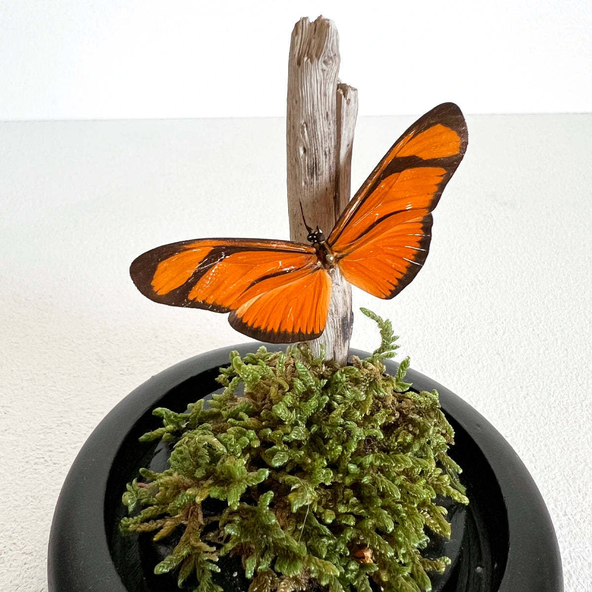 Numero 37 Fanal Mariposas Mini Musgo 1