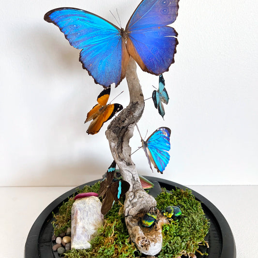 Numero 37 Fanal Mariposas Morpho XL