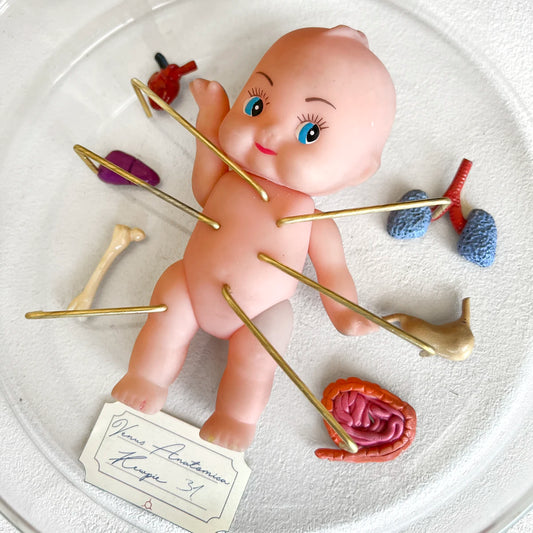Número37 Venus Anatómica "Kewpie 31"