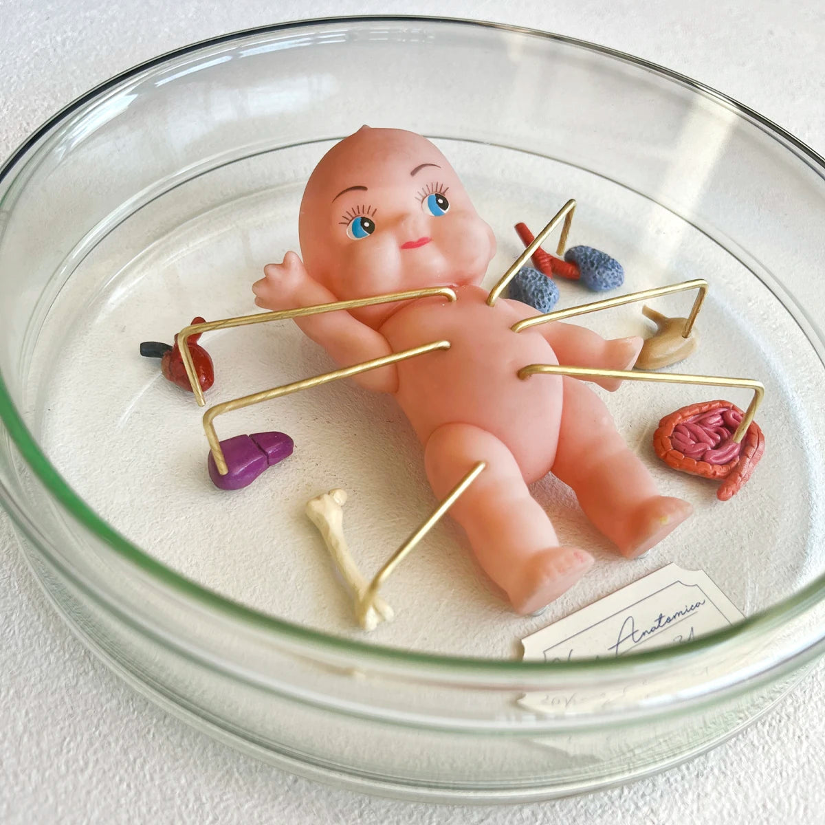 Número37 Venus Anatómica "Kewpie 31"