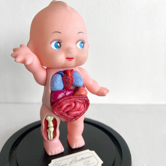 Venus Anatómica "Kewpie 28" gabinete de curiosidades decoración