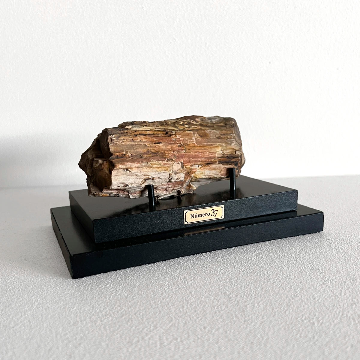 Número37 Madera petrificada en base "M" fósil decoración