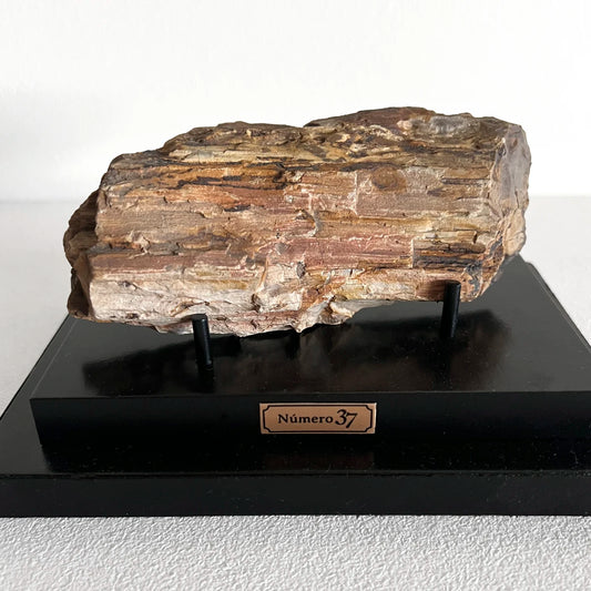 Número37 Madera petrificada en base "M" fósil decoración