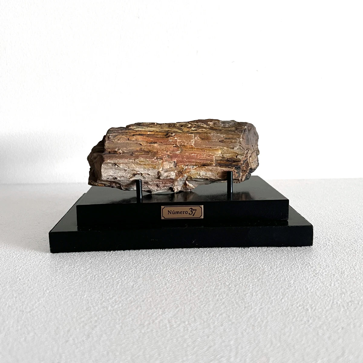 Número37 Madera petrificada en base "M" fósil decoración
