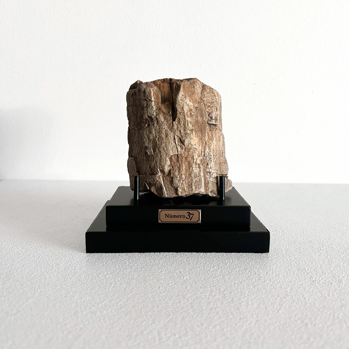 Número37 Madera petrificada en base "S" fósil decoración