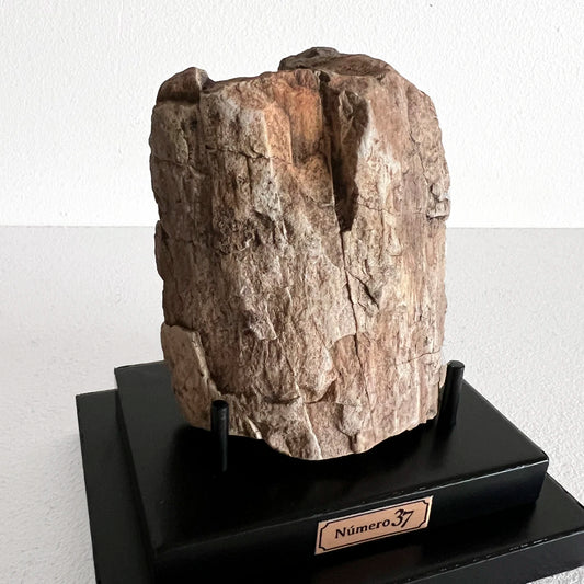 Número37 Madera petrificada en base "S" fósil decoración