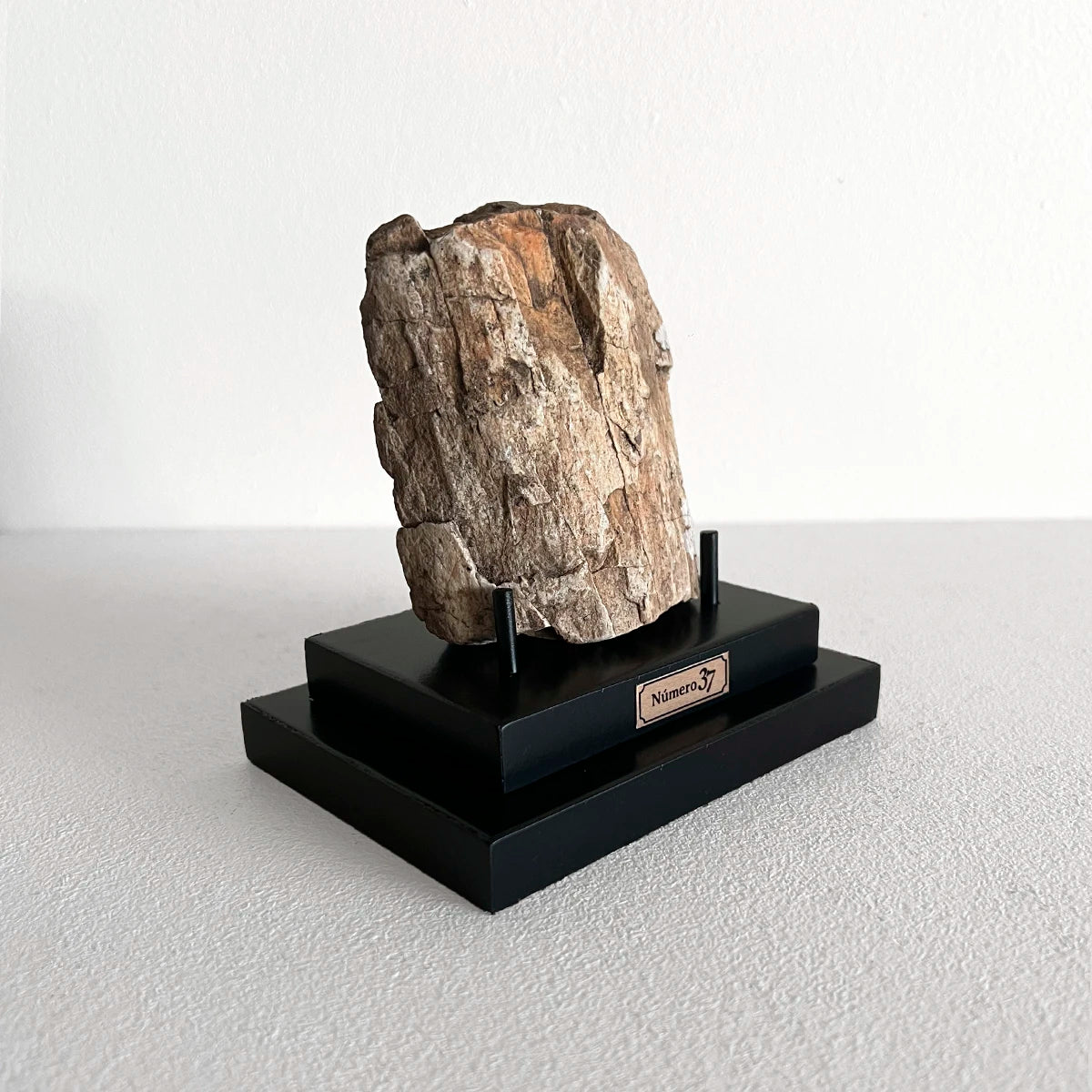 Número37 Madera petrificada en base "S" fósil decoración