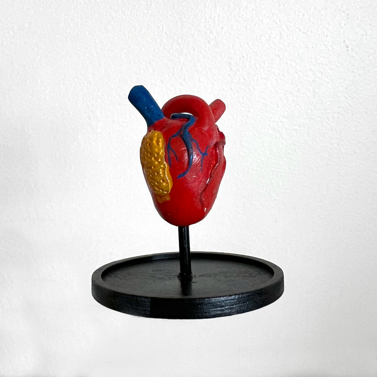 Número37 Mini Corazón Anatómico en fanal