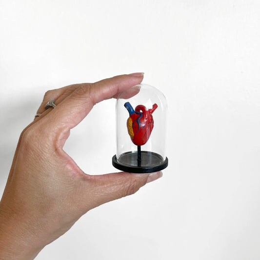 Número37 Mini Corazón Anatómico en fanal