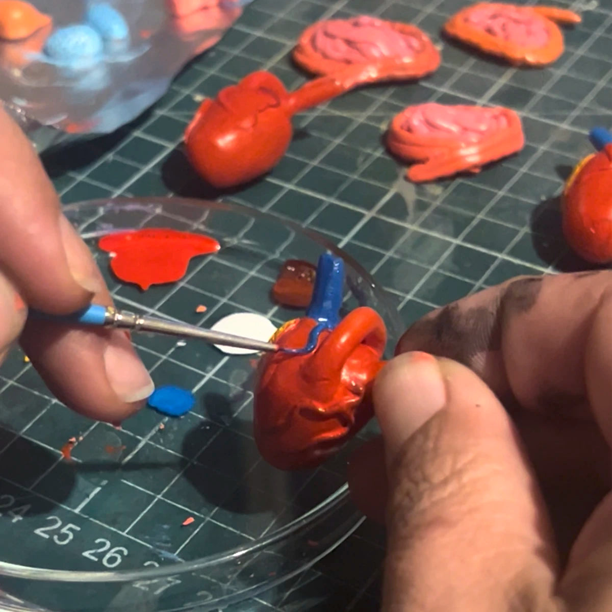 Número37 Mini Corazón Anatómico en fanal