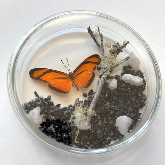 Número37 Placa Mariposa 102 mariposas