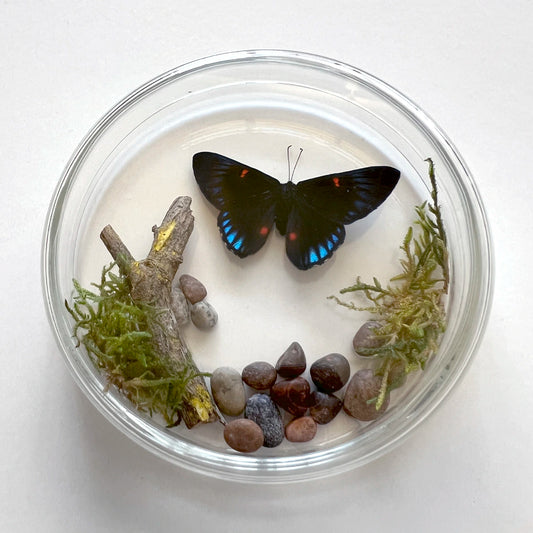 Número37 Placa Mariposa 103 mariposas